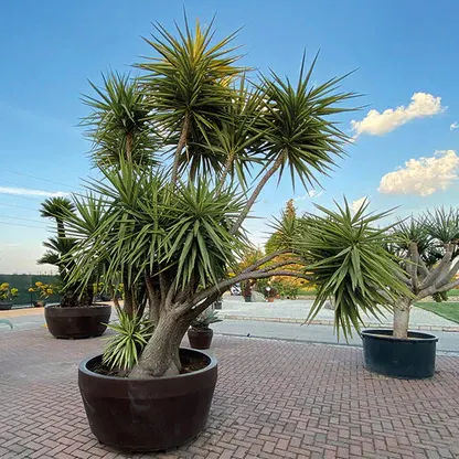 Yucca gloriosa — katalog fotoğrafı