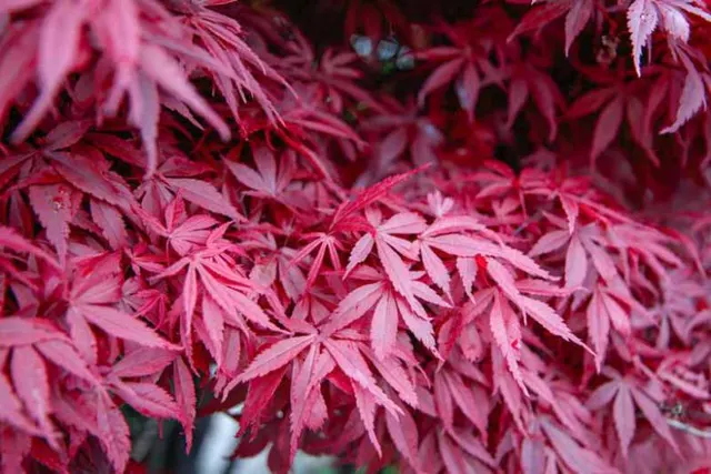 Acer palmatum ‘Atropurpureum’ — katalog fotoğrafı