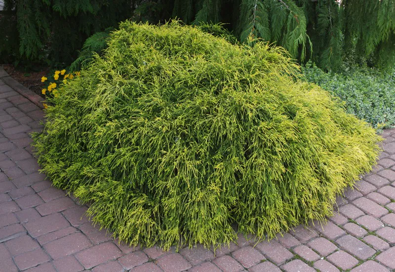 Chamaecyparis pisifera ‘Filifera Aurea Nana’ — katalog fotoğrafı