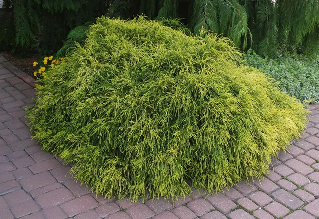 Chamaecyparis pisifera ‘Filifera Aurea Nana’ — katalog fotoğrafı