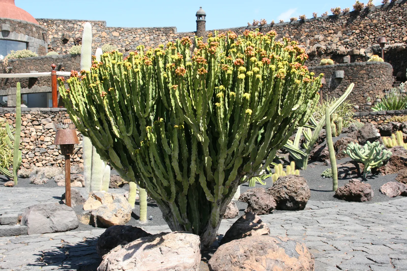 Euphorbia abyssinica — katalog fotoğrafı