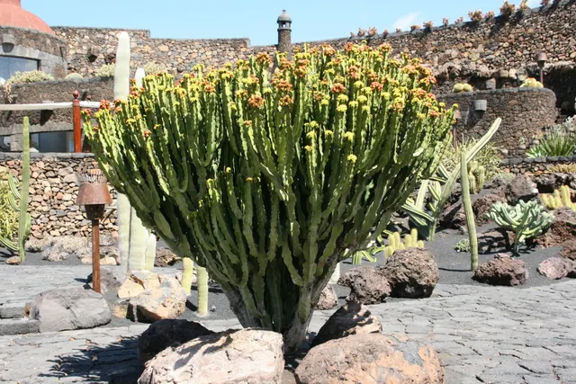 Euphorbia abyssinica — katalog fotoğrafı