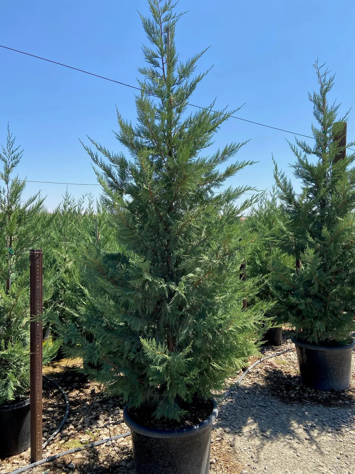Cupressocyparis leylandii — katalog fotoğrafı