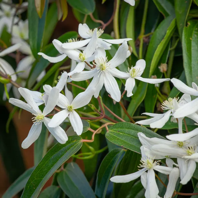 Clematis armandii — katalog fotoğrafı