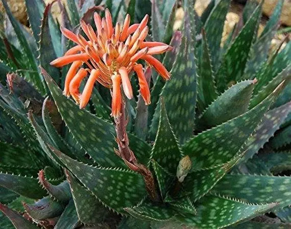 Aloe maculata — katalog fotoğrafı