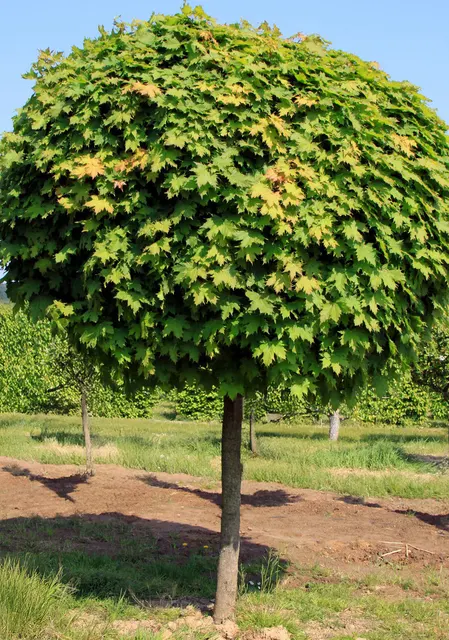 Acer platanoides ‘Globosum’ — katalog fotoğrafı