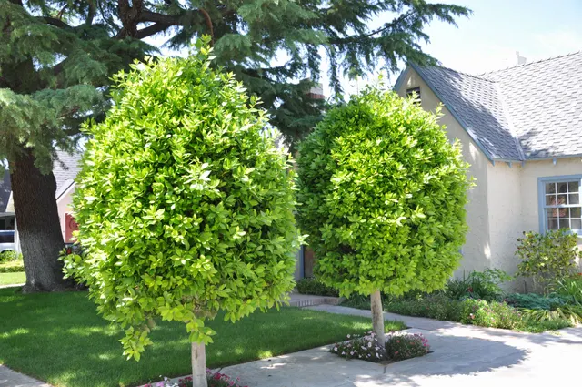 Ficus microcarpa ‘Nitida’ — katalog fotoğrafı