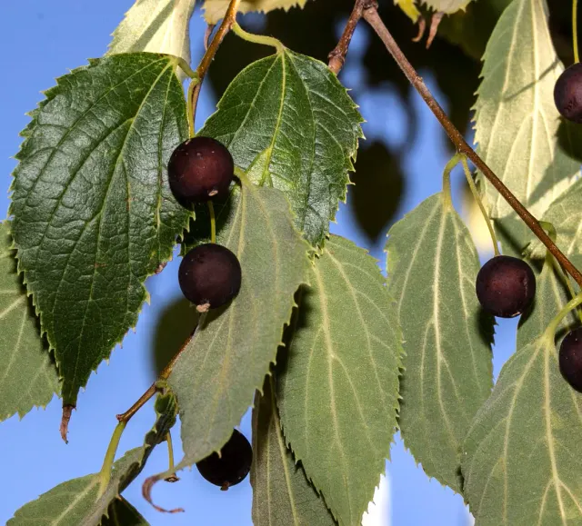 Celtis australis — katalog fotoğrafı