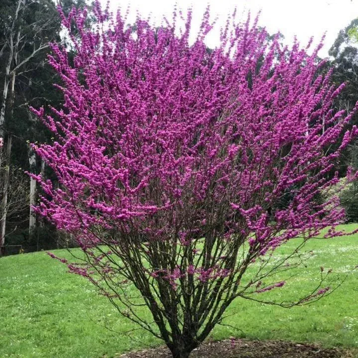 Cercis chinensis ‘Avondale’ — katalog fotoğrafı