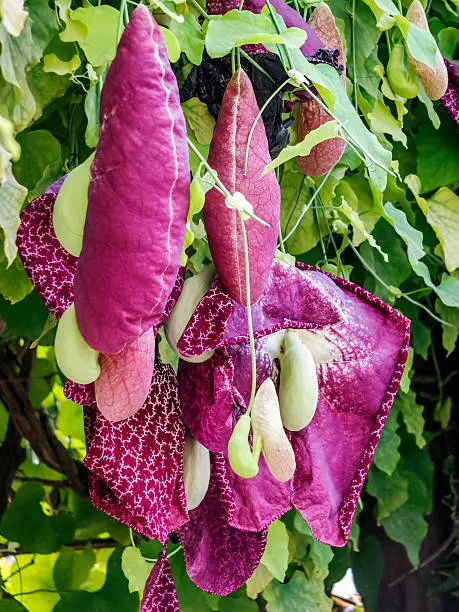 Aristolochia grandiflora — katalog fotoğrafı