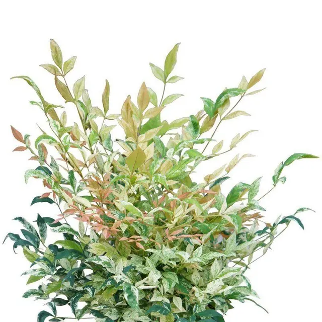 Nandina domestica ‘Twilight’ — katalog fotoğrafı