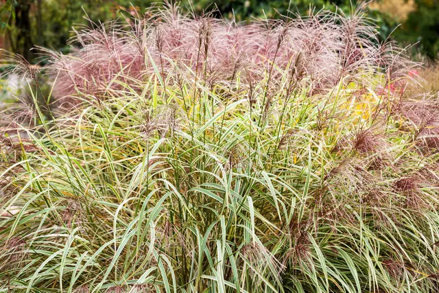 Miscanthus sinensis ‘Cosmopolitan’ — katalog fotoğrafı