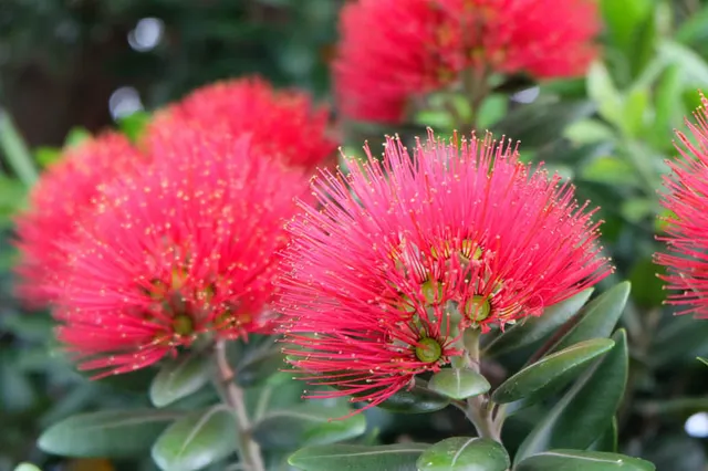 Metrosideros excelsa — katalog fotoğrafı