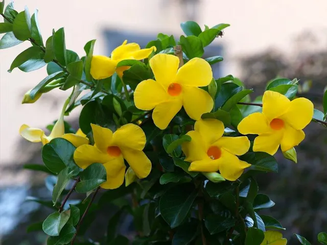 Mandevilla Diamantina ‘Opale Citrine’ — katalog fotoğrafı
