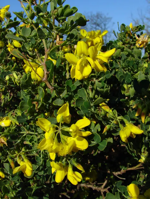 Coronilla valentina — katalog fotoğrafı