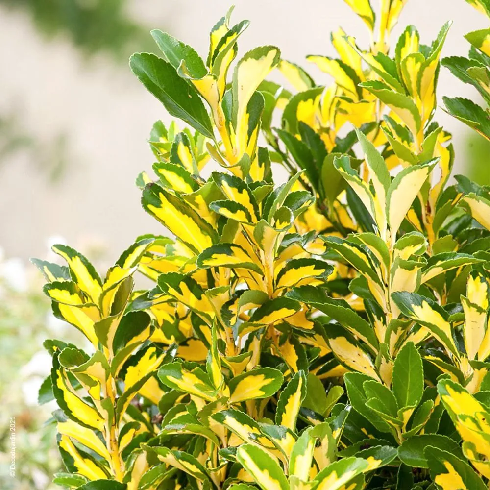 Euonymus japonicus ‘Elegantissimus Aureus’ — katalog fotoğrafı