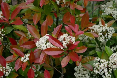 Photinia serratifolia (syn. Photinia serrulata) — katalog fotoğrafı