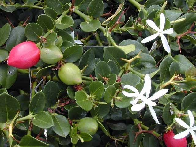 Carissa macrocarpa — katalog fotoğrafı