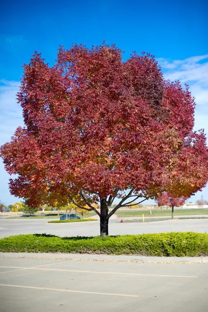 Fraxinus pennsylvanica ‘Cimmzam’ — katalog fotoğrafı