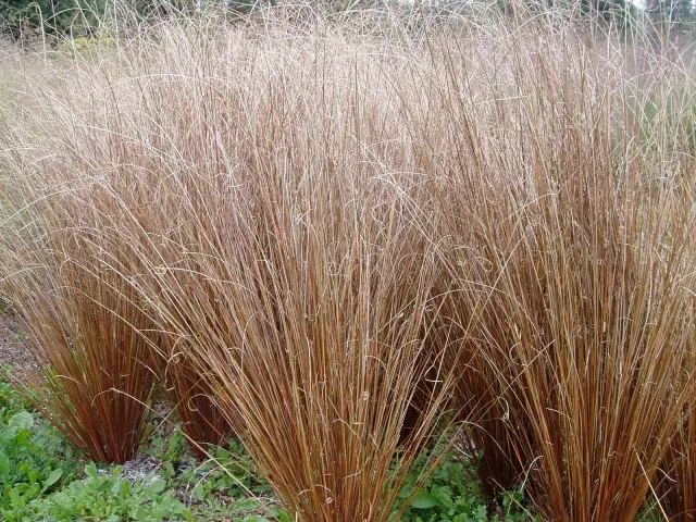Carex buchananii — katalog fotoğrafı