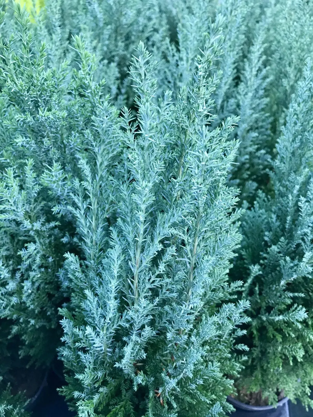 Chamaecyparis lawsoniana ‘Elwoodii’ — katalog fotoğrafı