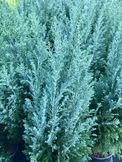 Chamaecyparis lawsoniana ‘Elwoodii’ — katalog fotoğrafı