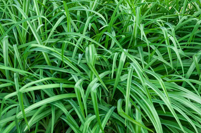 Carex morrowii ‘Irish Green’ — katalog fotoğrafı