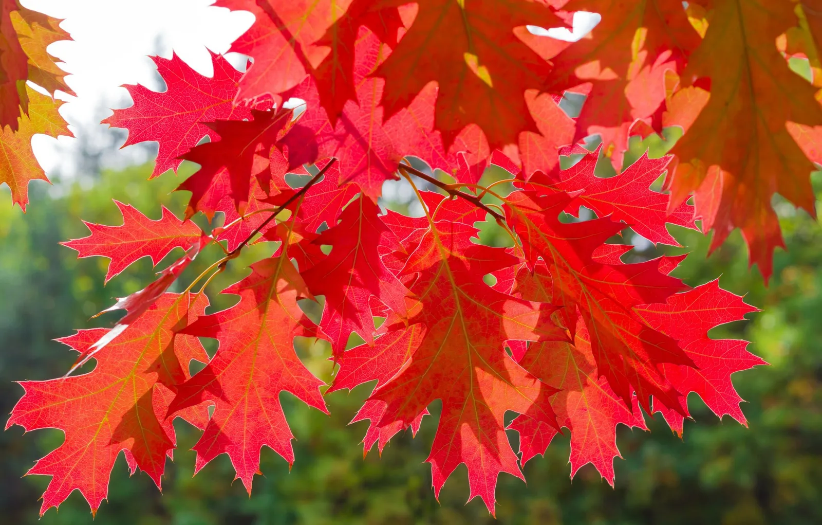 Quercus rubra — katalog fotoğrafı