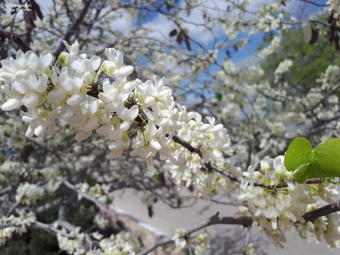 Cercis siliquastrum ‘Alba’ — katalog fotoğrafı