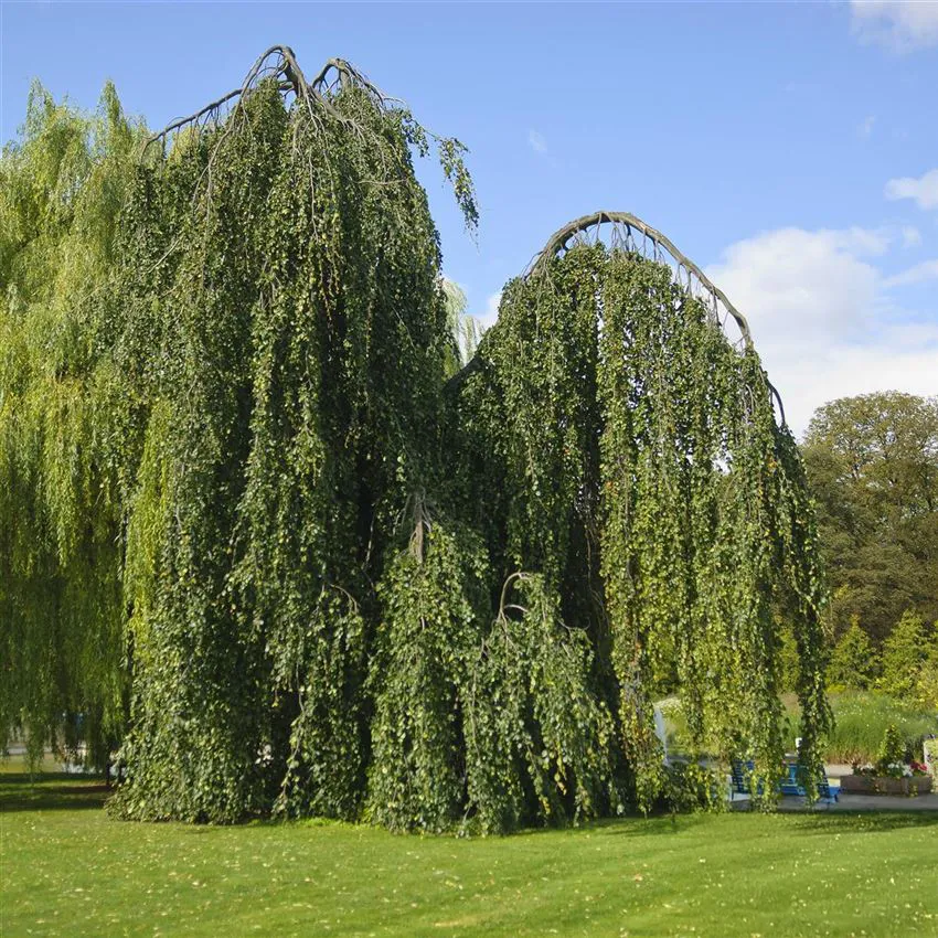 Fagus sylvatica ‘Pendula’ — katalog fotoğrafı