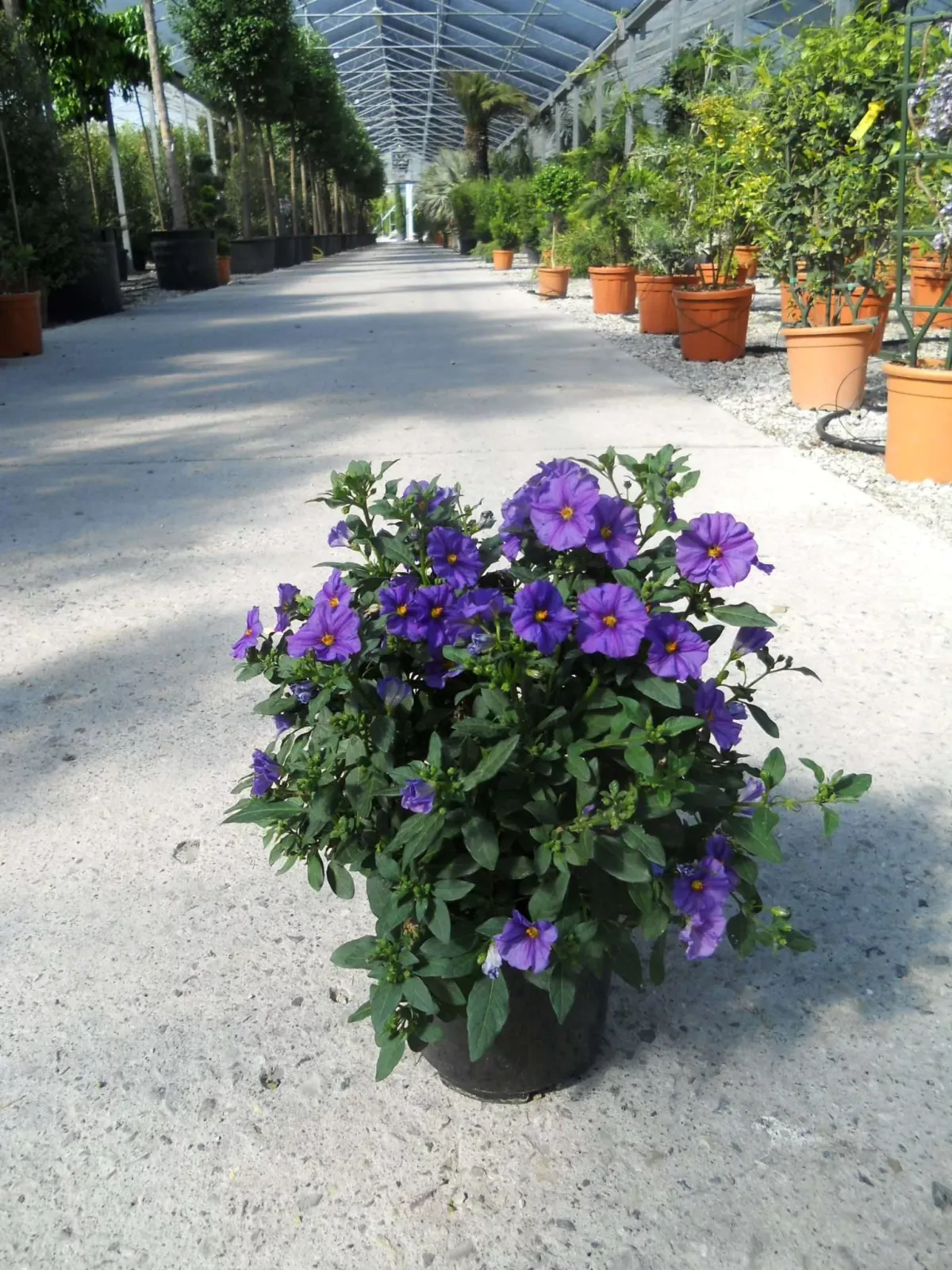 Solanum rantonnetii — katalog fotoğrafı