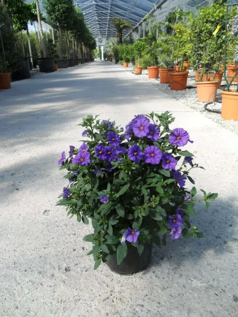 Solanum rantonnetii — katalog fotoğrafı