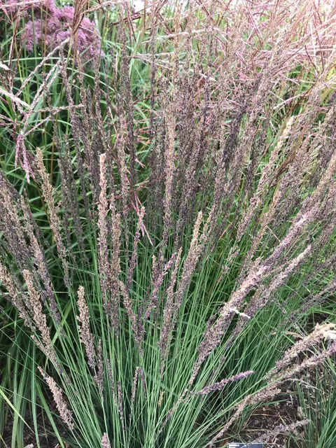 Molinia caerulea ‘Moorhexe’ — katalog fotoğrafı