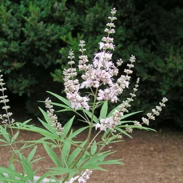 Vitex agnus-castus ‘Alba’ — katalog fotoğrafı