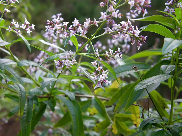Aloysia triphylla — katalog fotoğrafı