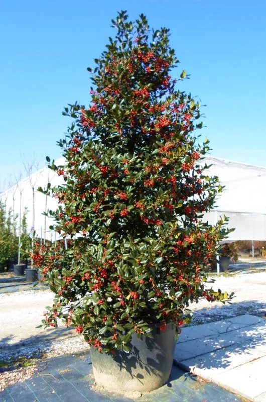 Ilex × mutchagara ‘Nellie R. Stevens’ — katalog fotoğrafı