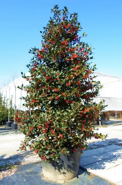 Ilex × mutchagara ‘Nellie R. Stevens’ — katalog fotoğrafı