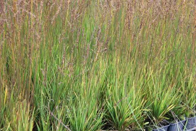Molinia caerulea ‘Heidezwerg’ — katalog fotoğrafı