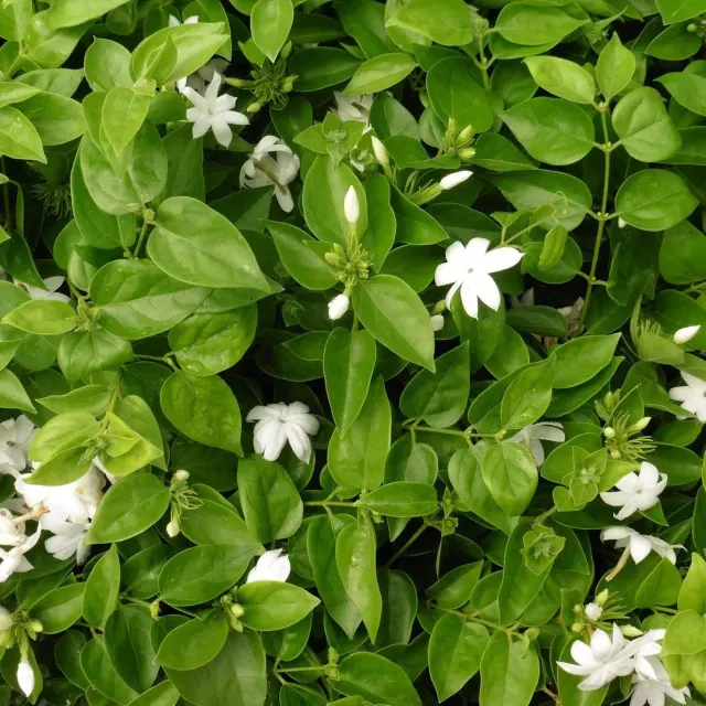 Jasminum sambac — katalog fotoğrafı