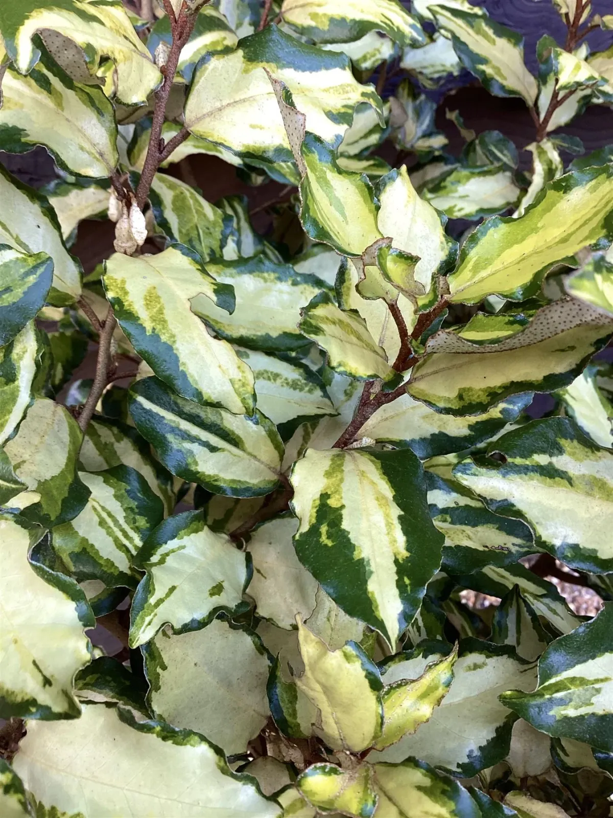 Elaeagnus × ebbingei ‘Maryline’ — katalog fotoğrafı
