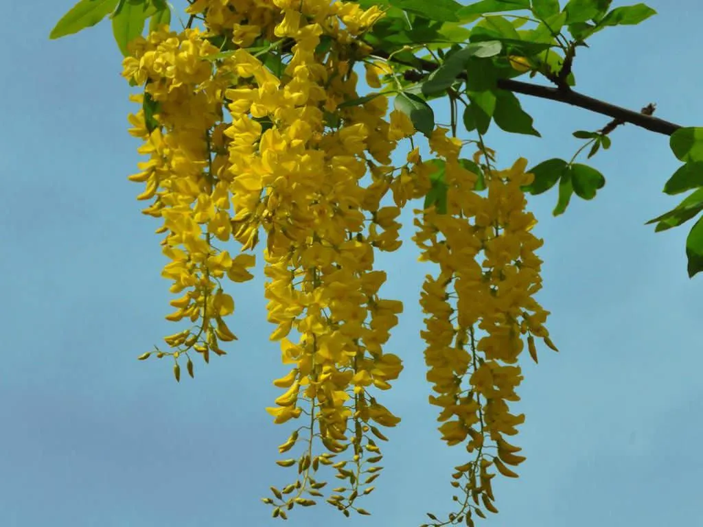 Laburnum anagyroides — katalog fotoğrafı