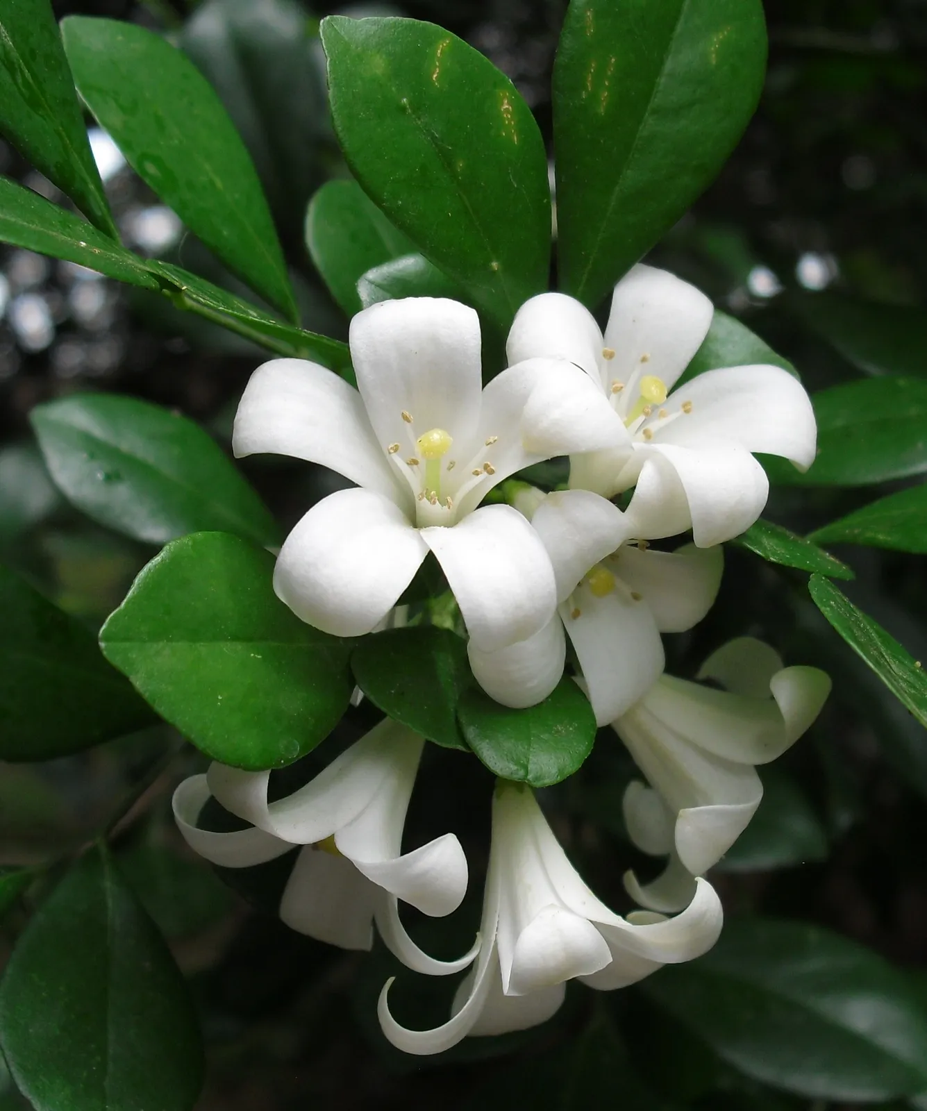 Murraya paniculata — katalog fotoğrafı