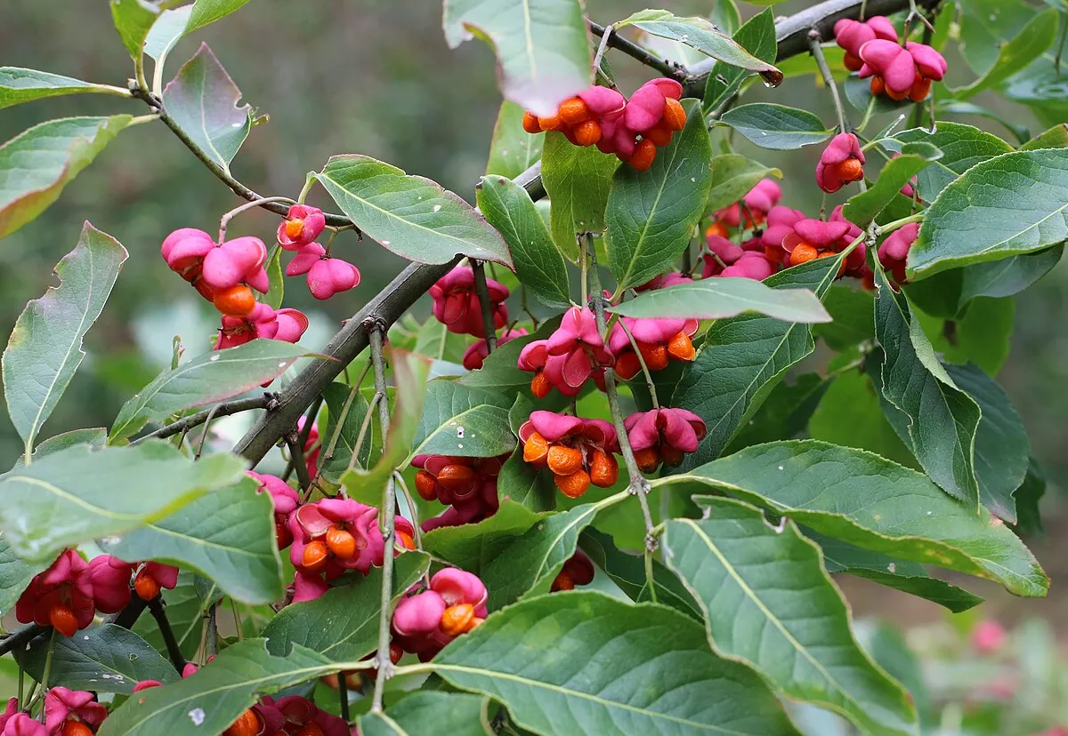 Euonymus europaeus — katalog fotoğrafı