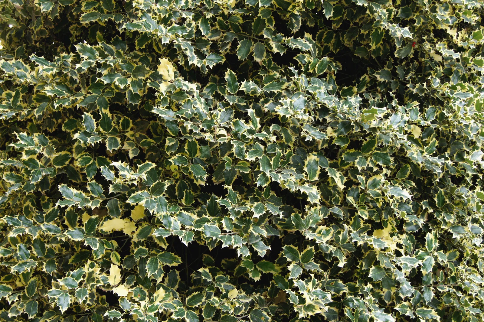 Ilex aquifolium ‘Madame Briot’ — katalog fotoğrafı