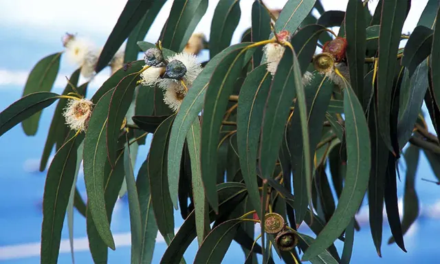 Eucalyptus globulus — katalog fotoğrafı