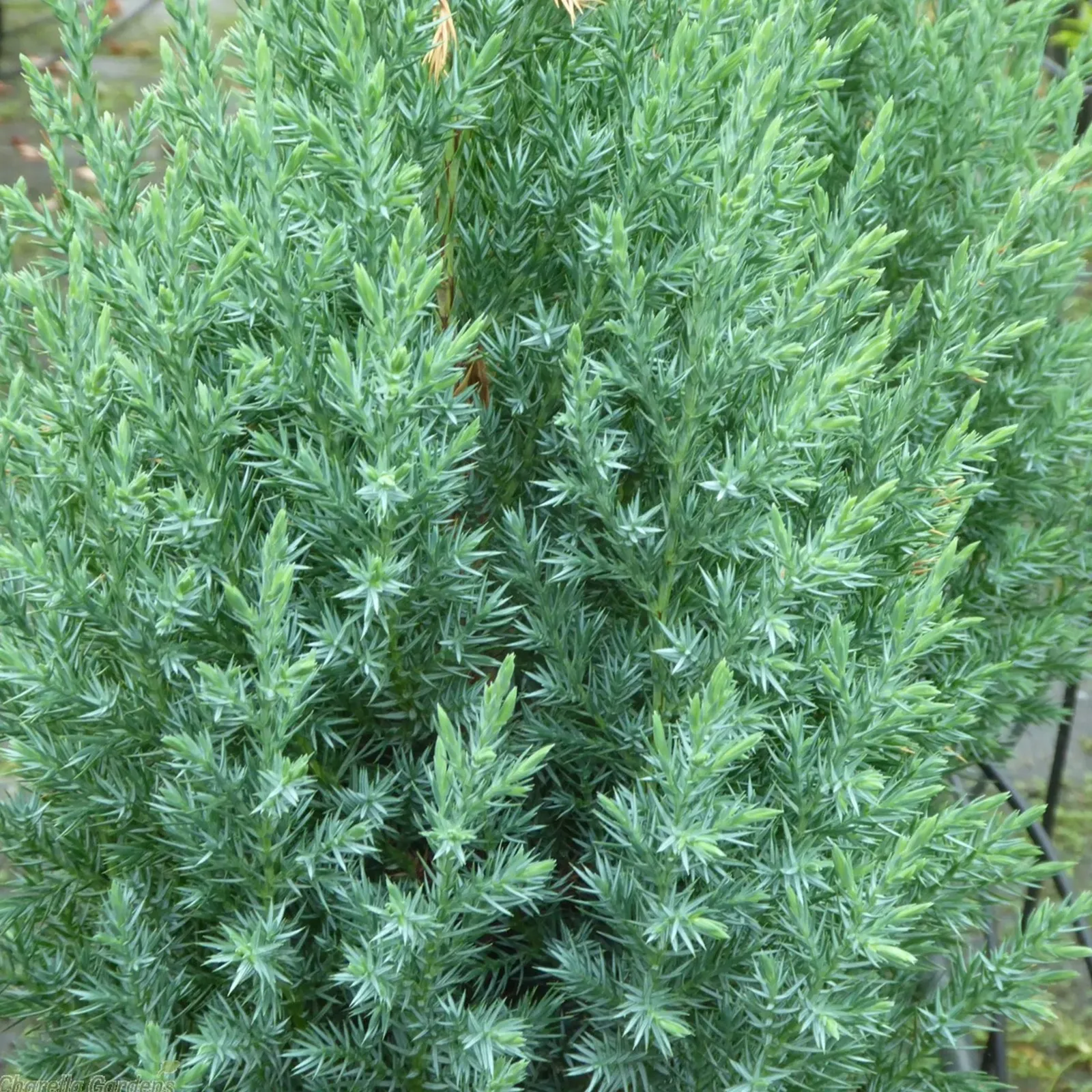 Juniperus chinensis ‘Stricta’ — katalog fotoğrafı