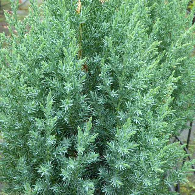 Juniperus chinensis ‘Stricta’ — katalog fotoğrafı