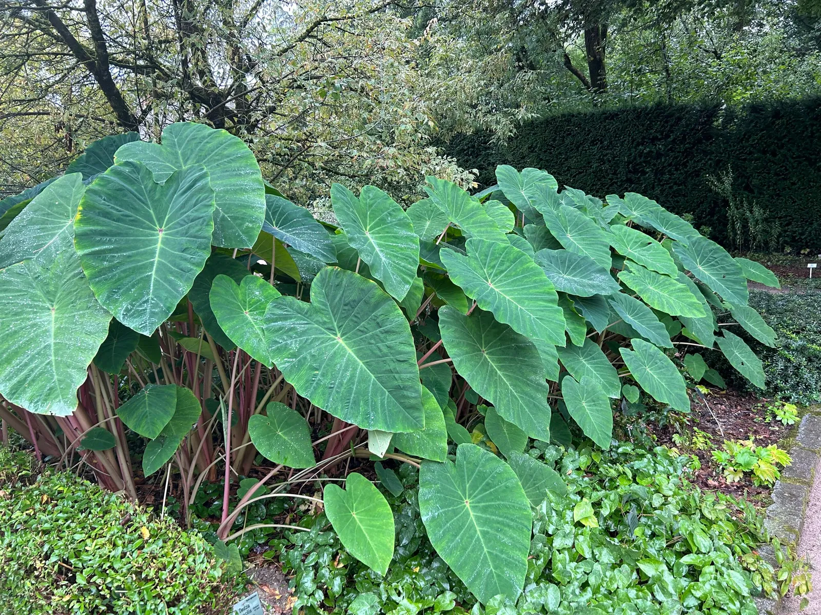 Colocasia esculenta ‘Pink China’ — katalog fotoğrafı