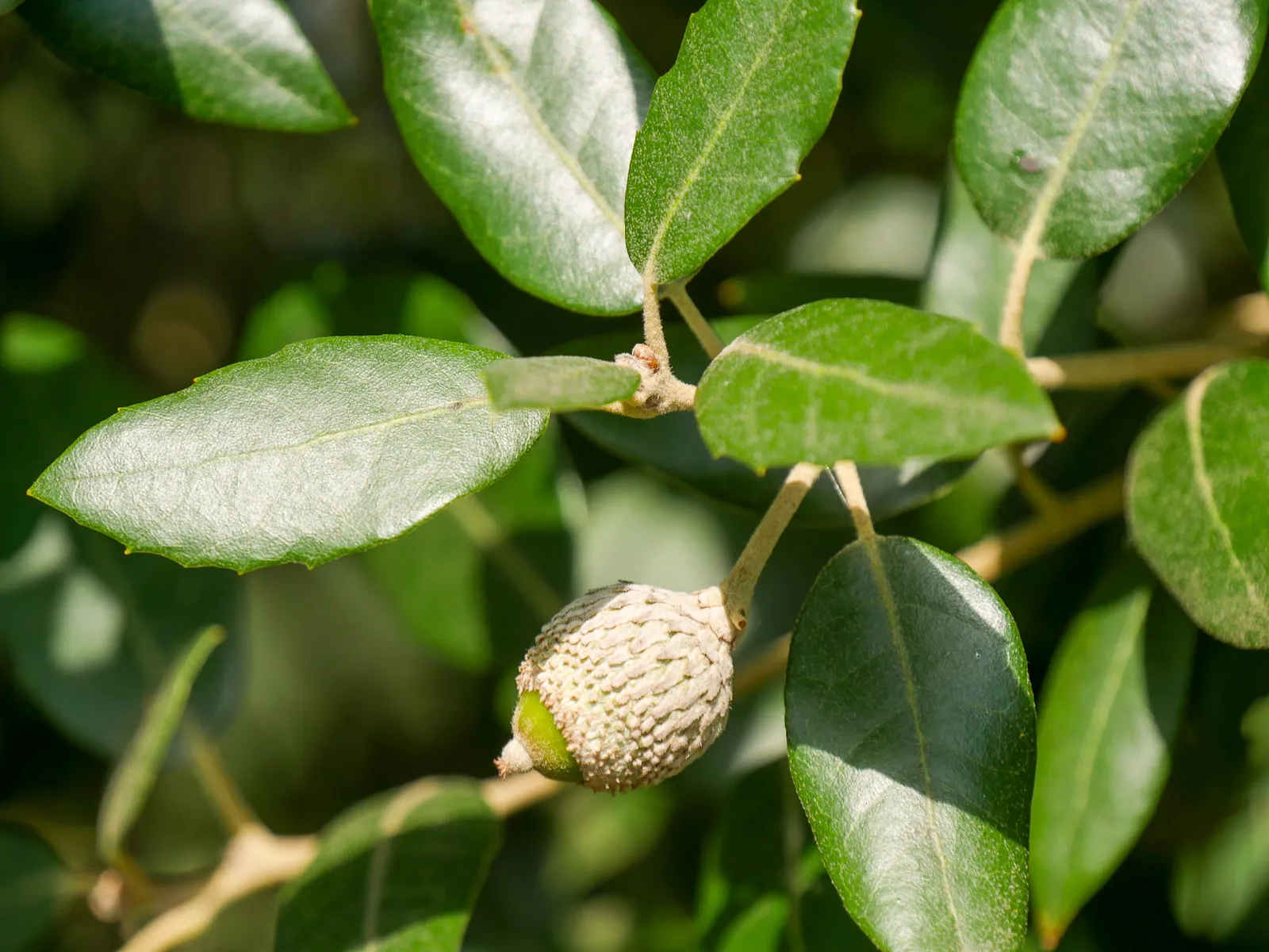 Quercus ilex — katalog fotoğrafı