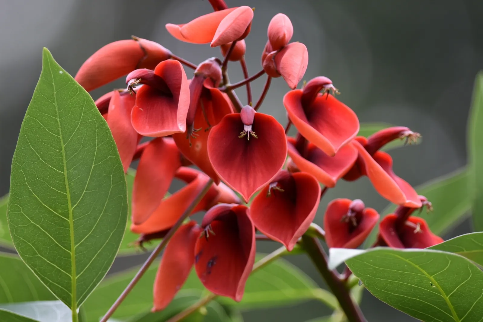 Erythrina crista-galli — katalog fotoğrafı